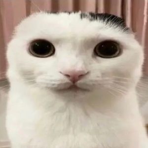 Meet your Posher, Luz